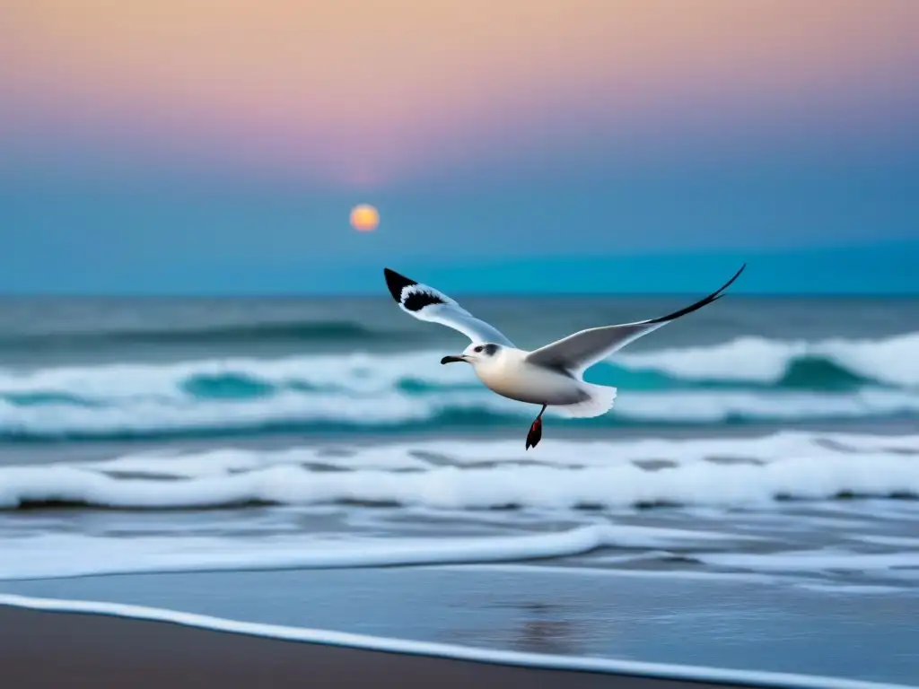 Atardecer sereno en el mar con gaviota en vuelo, reflejando la influencia de la poesía en la consciencia oceánica