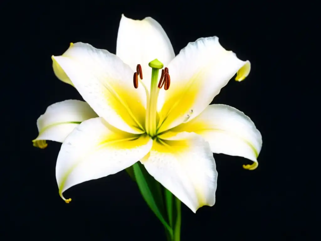 La delicadeza de un lirio blanco en medio de la oscuridad, con gotas de agua en sus pétalos