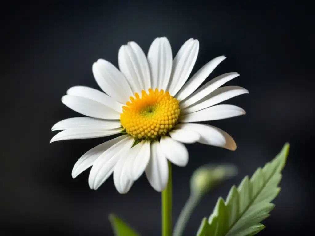 Un diente de león blanco destaca en un fondo oscuro, simbolizando el poder transformador de la poesía