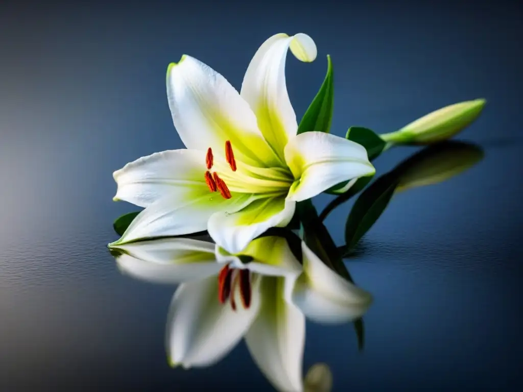 Una linda flor de lirio blanco reposa sobre una superficie reflectante, mostrando sus detalles