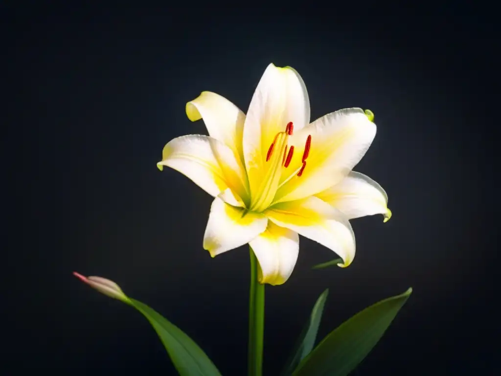 Una lirio blanco iluminado por una suave luz, proyectando sombra en una superficie oscura