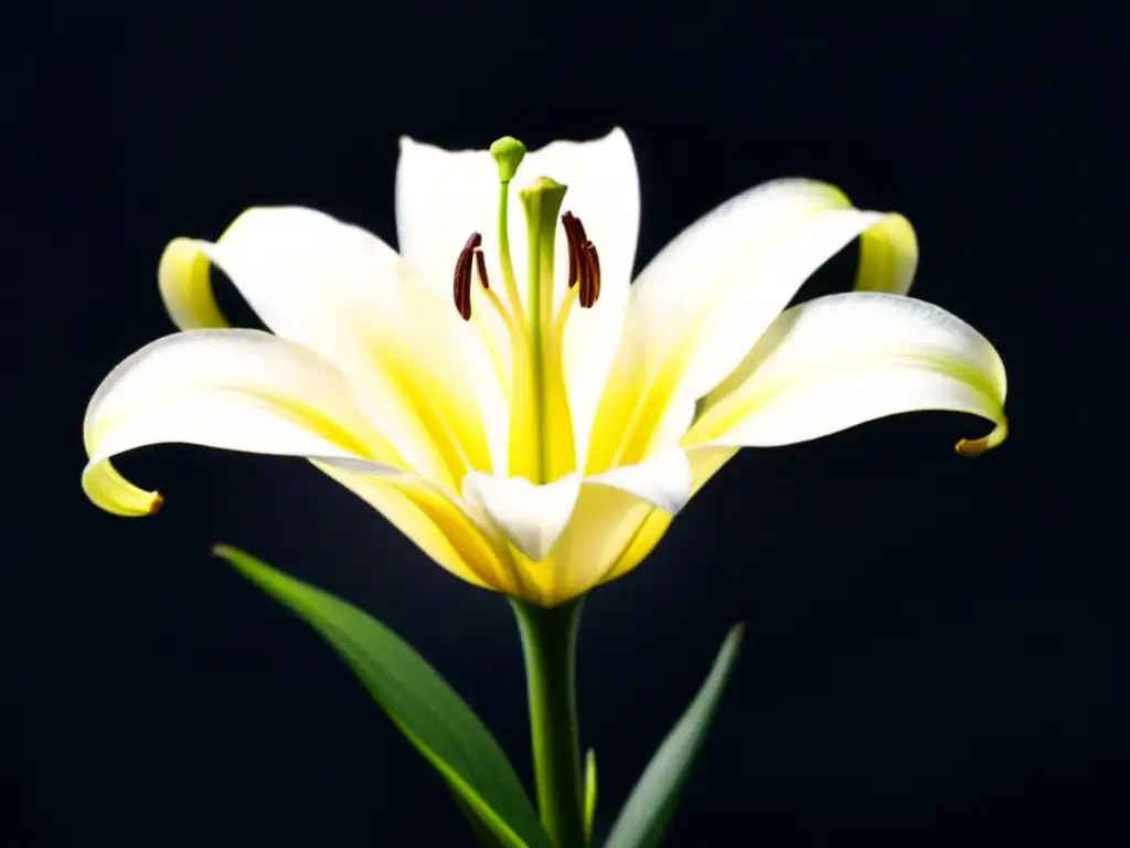 Una lirio blanco en plena floración sobre fondo negro, detallado y delicado, reflejando la poesía modernista peruana femenina