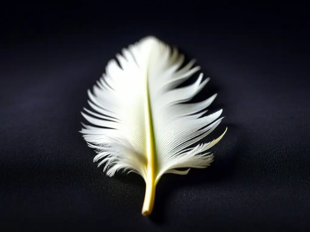 Pluma blanca delicada sobre terciopelo negro Una pluma blanca delicada reposa sobre terciopelo negro, con luz suave destacando sus detalles y textura