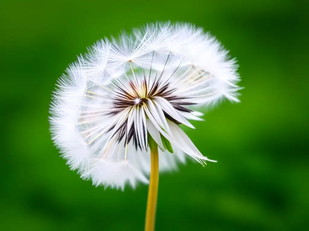 Semilla de diente de león flotando en aire, resaltando delicadeza y poesía visual mensaje