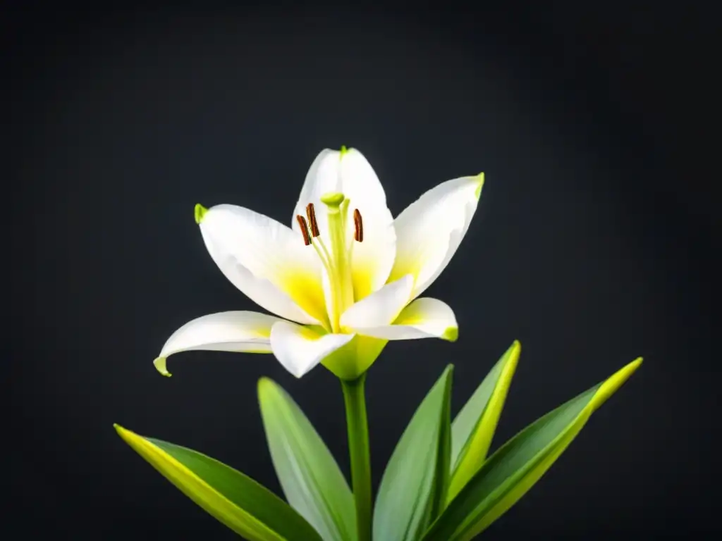 La soledad de un lirio blanco frente al oscuro contraste en la poesía lírica